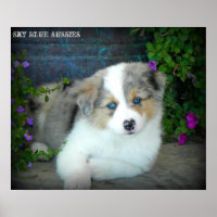 Poster bleu Merle Aussie 3 Chiot