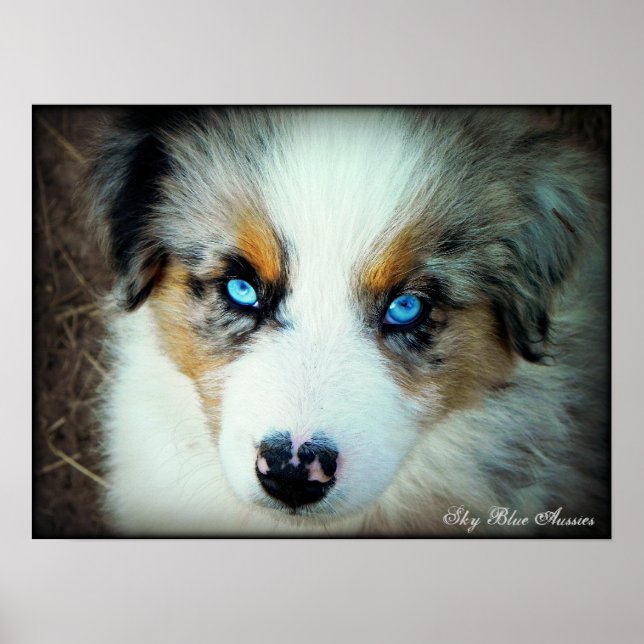 Poster bleu Merle Aussie Puppy (Devant)