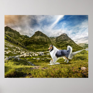 Poster Bleu Merle Collie Hécoptère des moutons dans les H