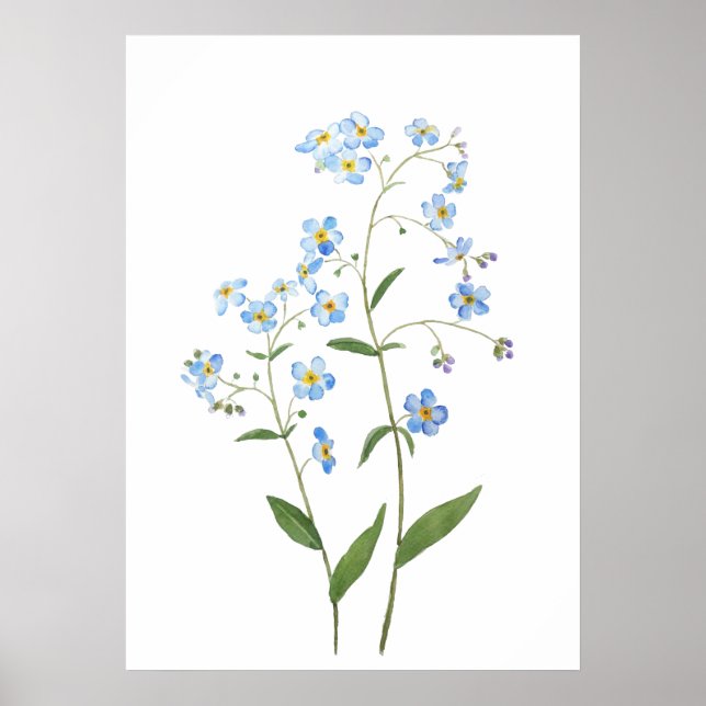 Poster bleu oubliez moi pas fleurs 2021 aquarelle (Devant)