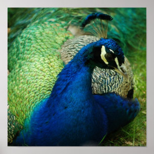 Poster bleu Peacock