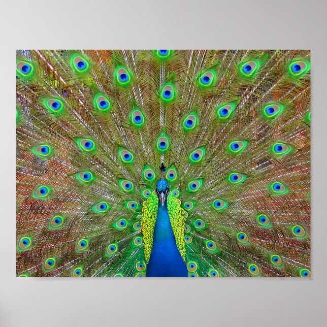 Poster bleu Peacock #3 (Devant)
