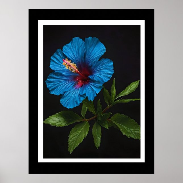 Poster "Bleu rayonnant : Hibiscus Flower Against On Black (Devant)