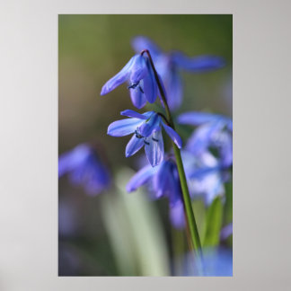 Poster Bleu Scilla siberica (Squill en Bois) Fleurs