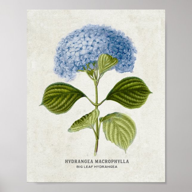 Poster Bleu vintage Hydrangea Botanique (Devant)