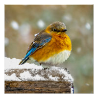 Bleuet de l'Est en neige - Photo originale