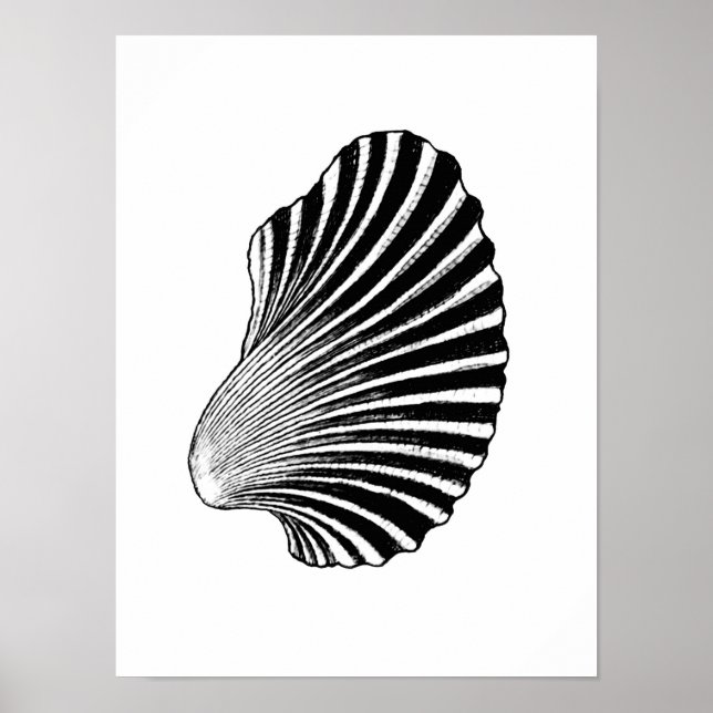 Poster Blocage de coquille de saint Jacques, noir et blan (Devant)