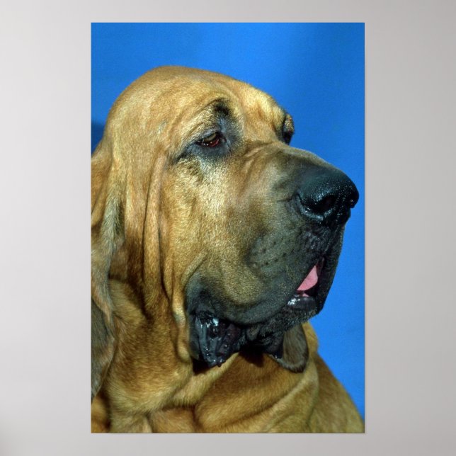 Poster Bloodhound (Devant)