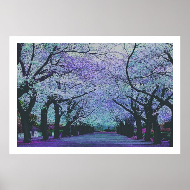 Poster Blooming Cherry Blossoms Tokyo, Japon (Devant)