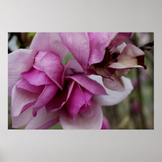 Poster Blooms pourpres