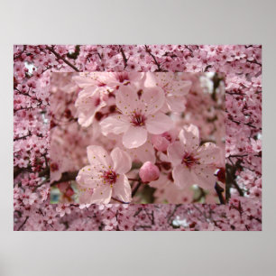 Poster Blossom Art rose Printemps Arbre Blossoms Impriman
