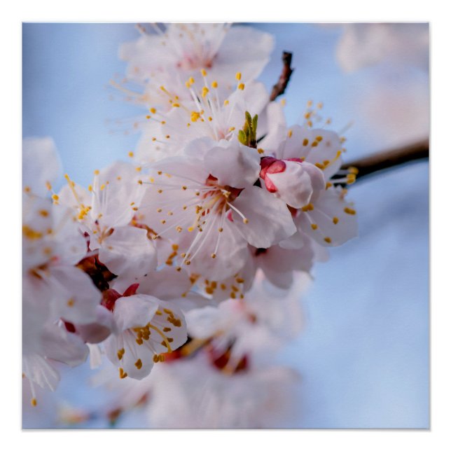 Poster Blossom des abricots japonais (Devant)