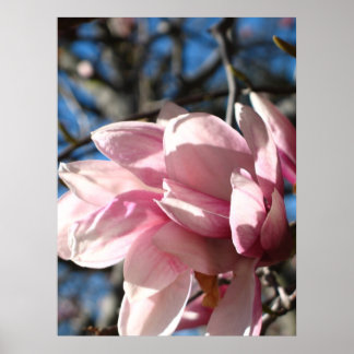 Poster Blossom rose 3