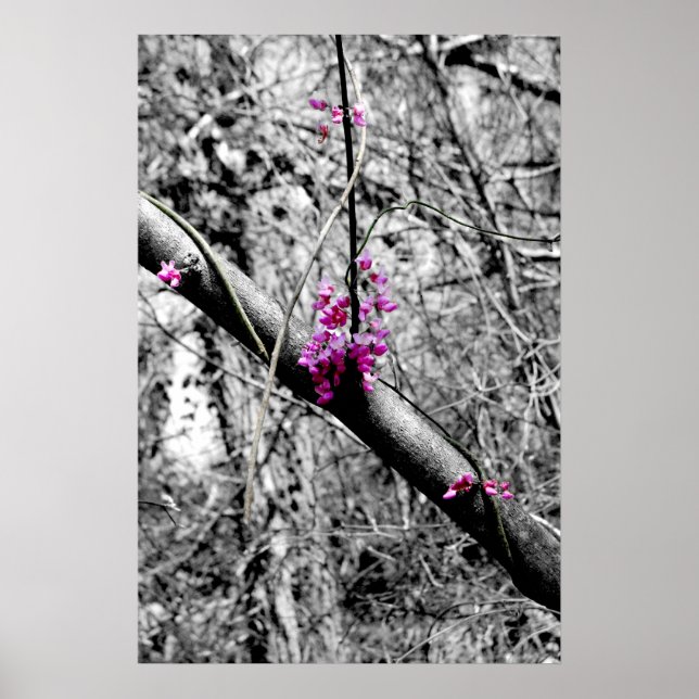 Poster Blossoms 2 (Devant)