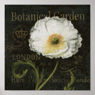 Poster Blossoms blancs et Feuille