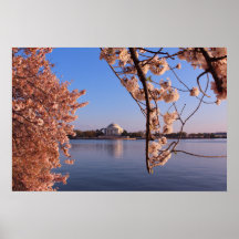 Blossoms paisibles de cerisiers roses en DC