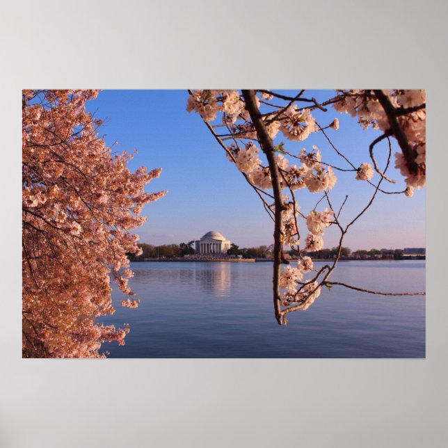 Poster Blossoms paisibles de cerisiers roses en DC (Devant)