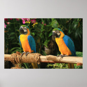 Poster Blue and Yellow Macaw Print