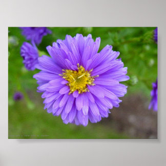 Poster Blue Aster