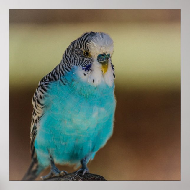 Poster Blue Budgie (Devant)