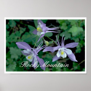 Poster Blue Columbine, Parc national des Rocheuses
