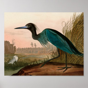 Poster Blue Crane or Heron Birds of America Audubon Print