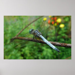 Poster Blue Dasher Dragonfly