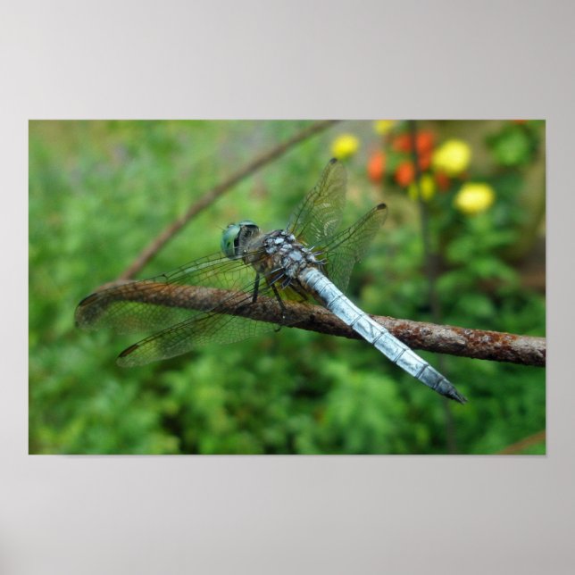 Poster Blue Dasher Dragonfly (Front)