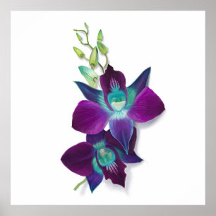 Poster Blue Dendrobium or Blue Bom Orchid Painting