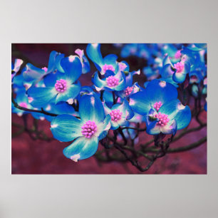 Poster Blue Dogwood blossoms