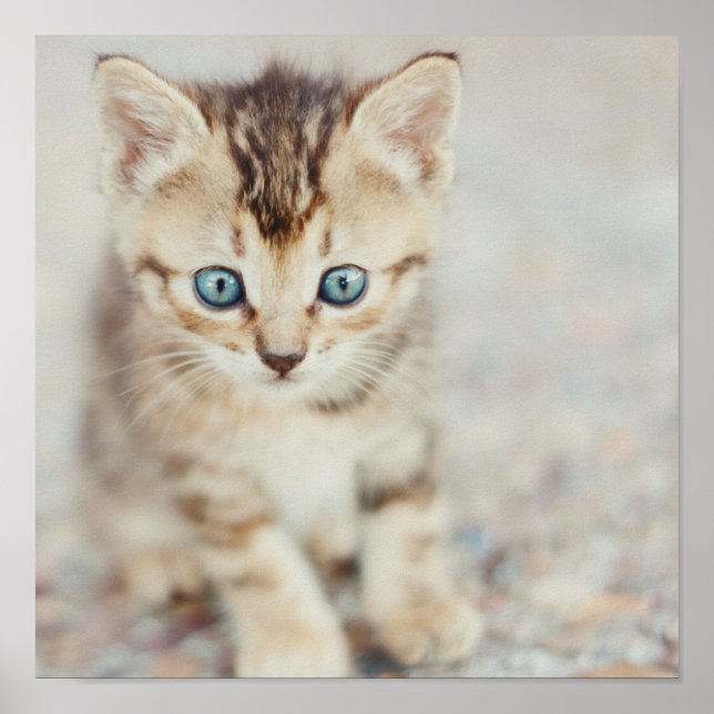 Poster Blue Eyed (Devant)