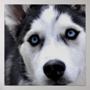 Poster Blue Eyed Husky
