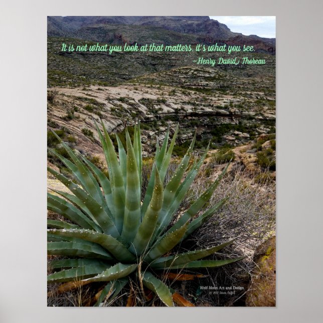 Poster Blue Green Agave Plante dans les montagnes du dése (Devant)