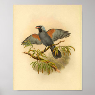 Poster Blue Grey Campephaga Cuckoo Bird Imprimer Vintage