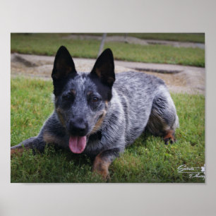 Poster Blue Heeler print