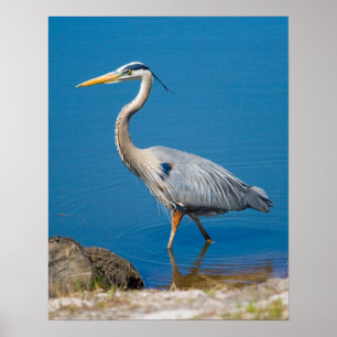 Poster Blue Heron Wading
