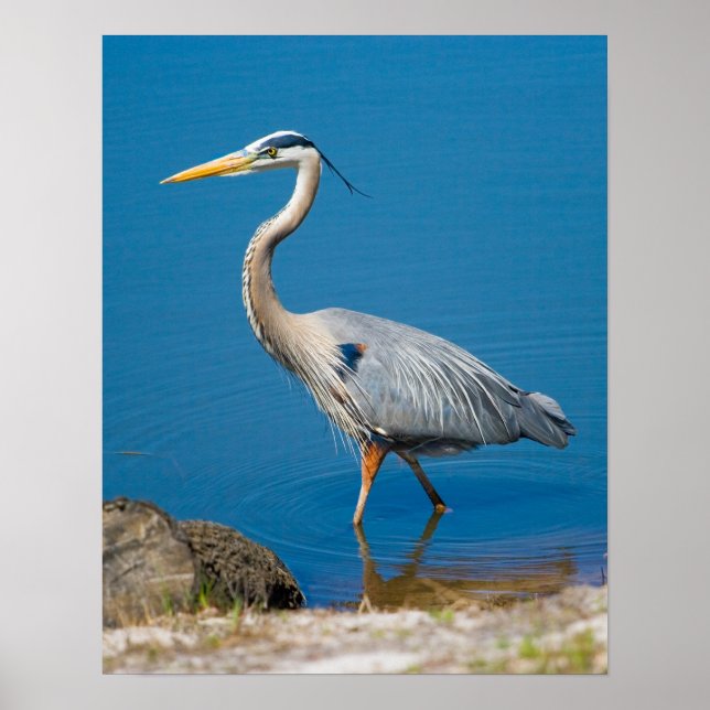 Poster Blue Heron Wading (Devant)