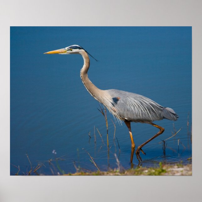Poster Blue Heron Wading (Devant)