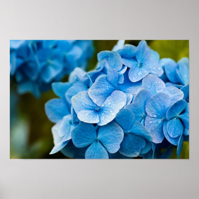 Poster Blue Hydrangea (Devant)