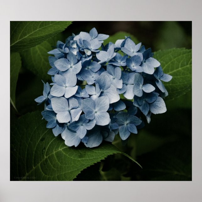 Poster Blue Hydrangea 8515 Imprimer (Devant)