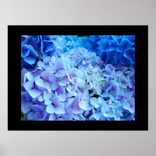 Poster BLUE Hydrangea Garden Fleurs imprimés d'art (Devant)