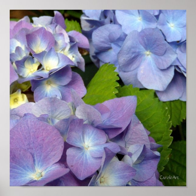 Poster Blue Hydrangeas (Devant)