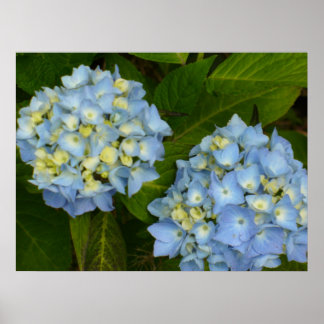 Poster Blue Hydrangeas