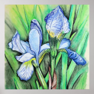 Poster Blue Iris Flower Original Art Drawing Floral
