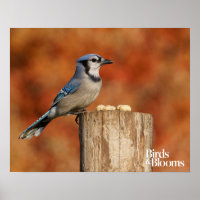 Blue Jay