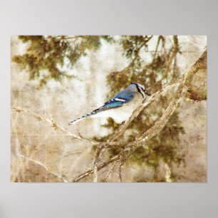 Poster Blue Jay