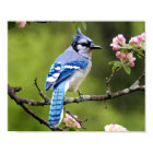 Poster Blue Jay