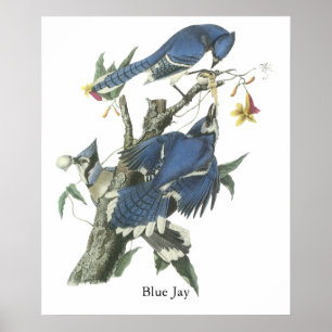 Poster Blue Jay, John Audubon