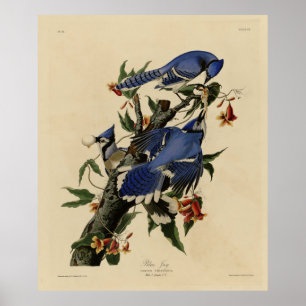 Poster Blue Jay - Les oiseaux d'Amérique de John James Au