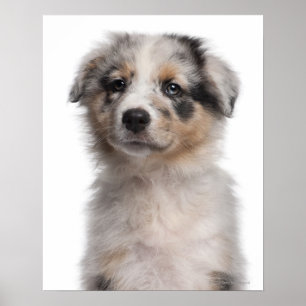 Poster Blue Merle Australian Shepherd puppy close-up